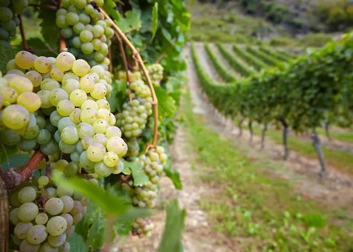 Apartment Moselblick Am Waldrand Traben-Trarbach